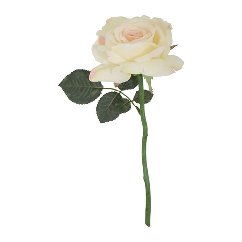 Single Queen Rose - Simply Special Invercargill