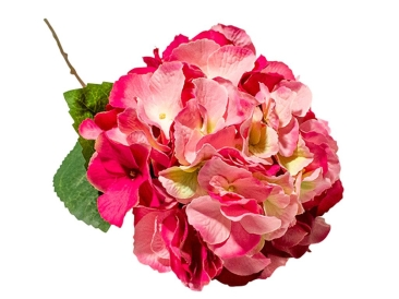 Hydrangea Pink - Simply Special Invercargill