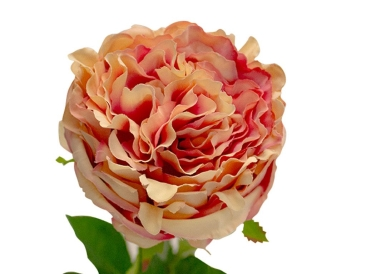 PEONY ROSE SOFT PINK - Simply Special Invercargill