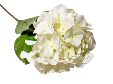 Hydrangea Cream 93cm - Simply Special Invercargill