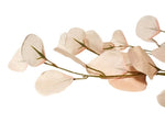 Antique Blush French Eucalyptus - Simply Special Invercargill